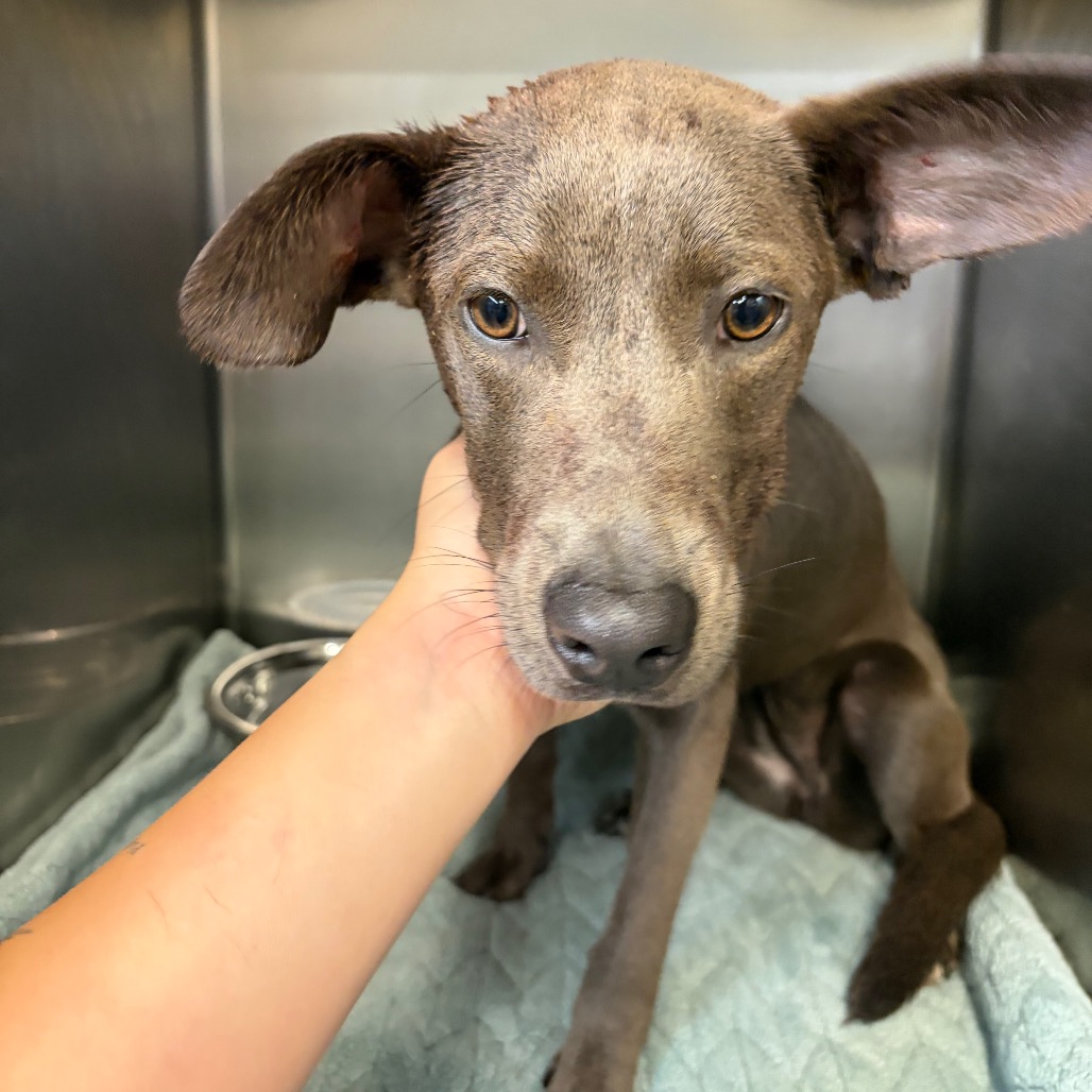 Shelter Stray Female Dog last seen , Red Bank, TN 37415