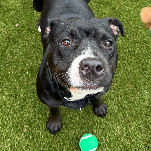 Shelter Stray Female Dog last seen , Philadelphia, PA 19140