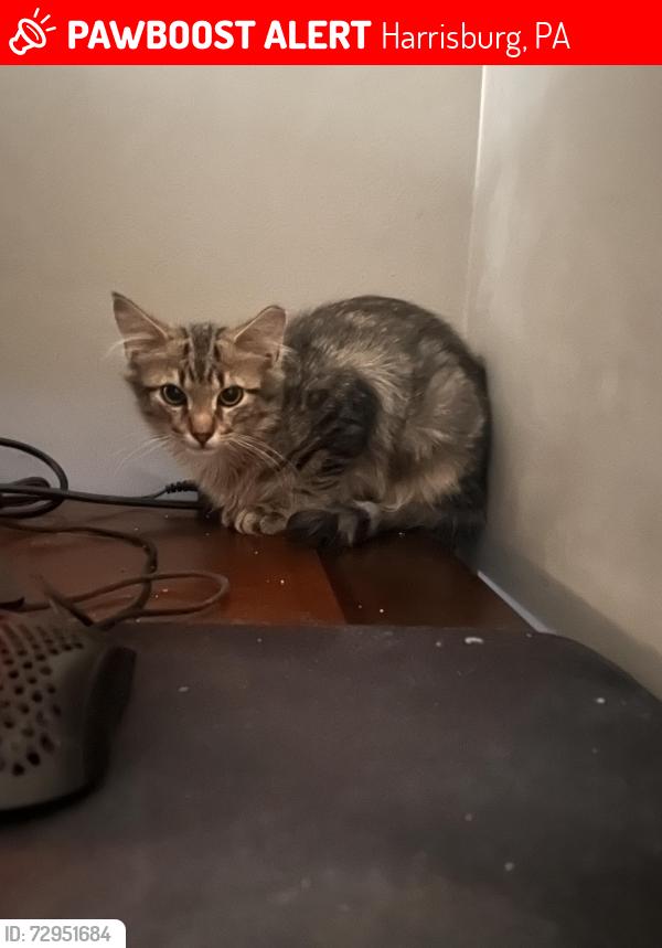 Lost Male Cat last seen Union Deposit, Harrisburg, PA 17109