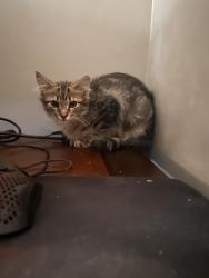 Lost Male Cat last seen Union Deposit, Harrisburg, PA 17109