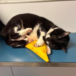 Shelter Stray Female Cat last seen , Philadelphia, PA 19140