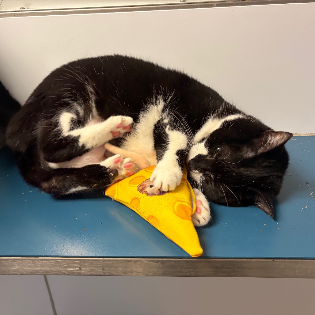Shelter Stray Female Cat last seen , Philadelphia, PA 19140