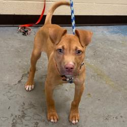 Shelter Stray Male Dog last seen , Memphis, TN 38133