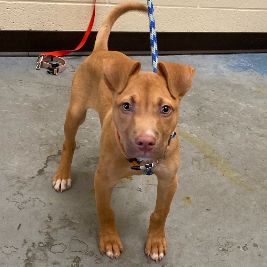 Shelter Stray Male Dog last seen , Memphis, TN 38133