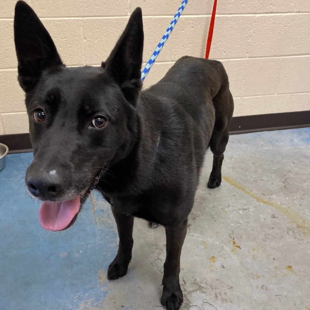 Shelter Stray Female Dog last seen , Memphis, TN 38133