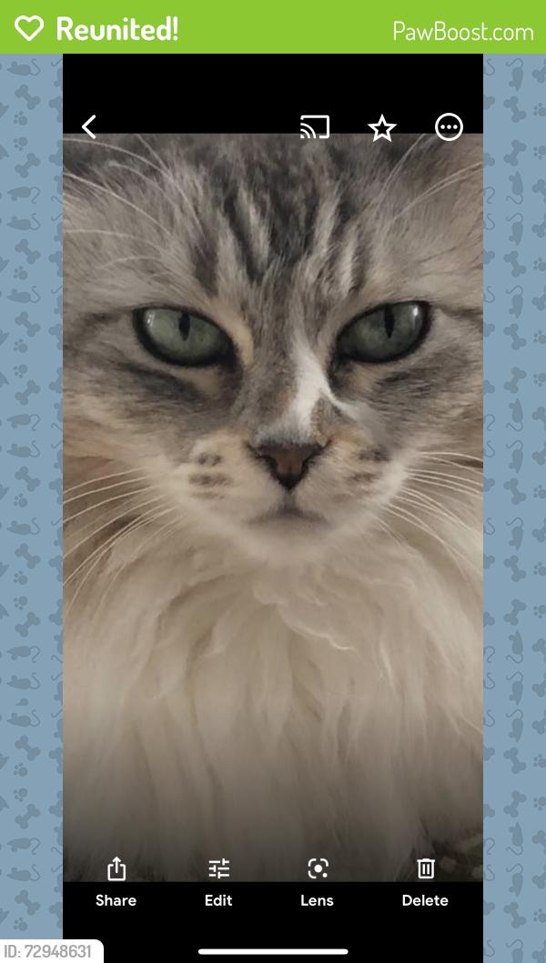 Reunited Female Cat last seen Chaucer , Canton, OH 44721