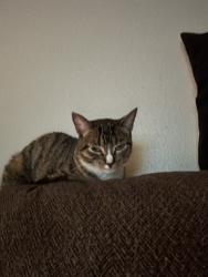 Lost Female Cat last seen Hargett and Lenoir, Lakeside, CA 92040