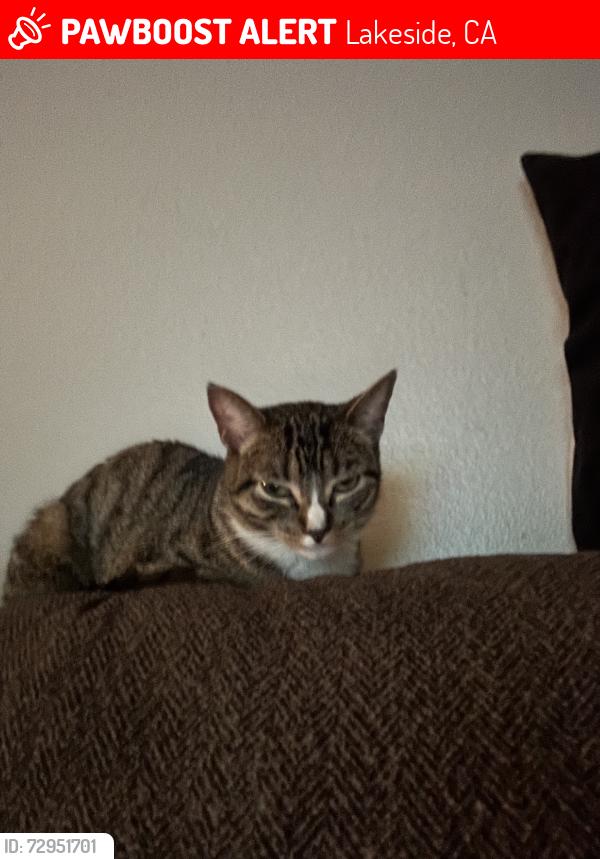 Lost Female Cat last seen Hargett and Lenoir, Lakeside, CA 92040