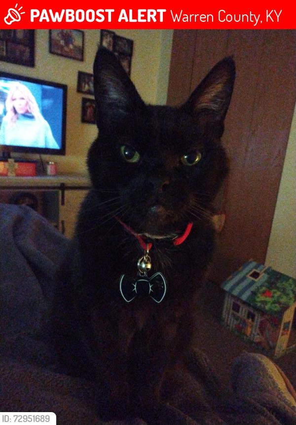 Lost Male Cat last seen Walnut Forest apmts Morgantown road, Warren County, KY 42101