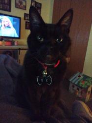Lost Male Cat last seen Walnut Forest apmts Morgantown road, Warren County, KY 42101