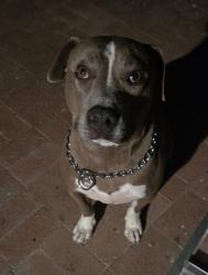 Reunited Female Dog last seen 59th Ave and Northern, Glendale, AZ 85302