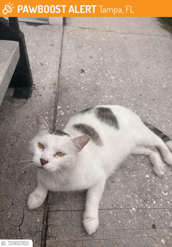 Found/Stray Unknown Cat last seen At the parks at lake mag, Tampa, FL 33618