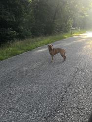 Found/Stray Unknown Dog last seen Bimbo Ln Conroe tx, Conroe, TX 77302
