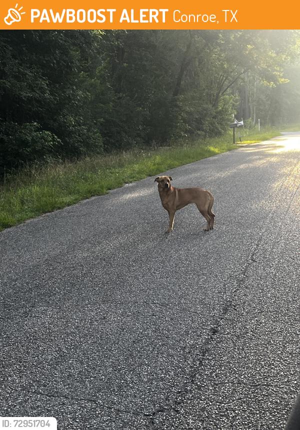 Found/Stray Unknown Dog last seen Bimbo Ln Conroe tx, Conroe, TX 77302