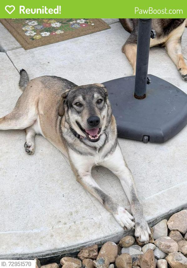 Reunited Male Dog last seen McGregor Bluff Lane and Teas Nursery Rd, Conroe, TX 77304