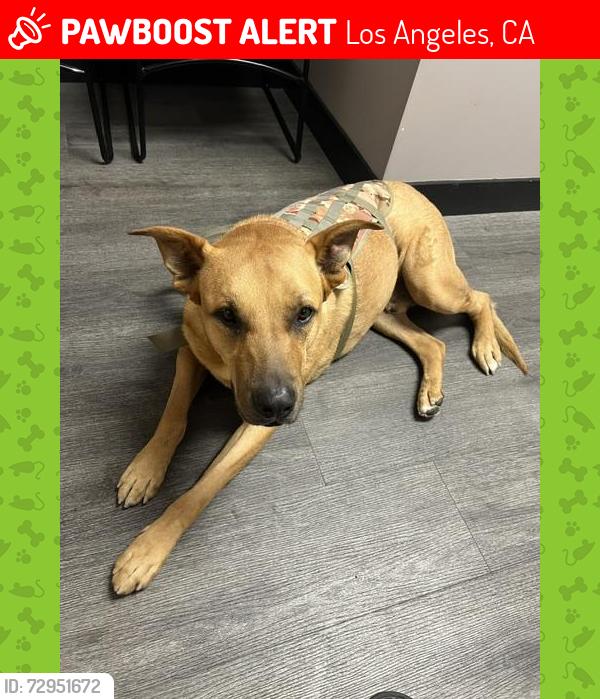 Lost Male Dog last seen On Fraser Ave, Between Hubbard & Whittier Blvd, Los Angeles, CA 90022