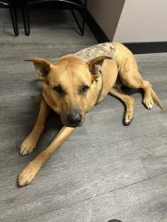 Lost Male Dog last seen On Fraser Ave, Between Hubbard & Whittier Blvd, Los Angeles, CA 90022