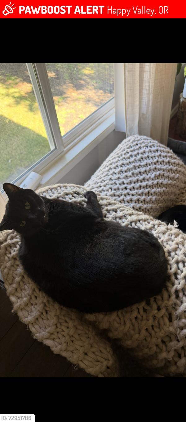 Lost Male Cat last seen Stevens way, Scott mountain, happy valley , Happy Valley, OR 97086