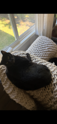 Lost Male Cat last seen Stevens way, Scott mountain, happy valley , Happy Valley, OR 97086