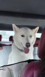 Reunited Male Dog last seen Wooddale and Harry Dr 70806, Baton Rouge, LA 70801