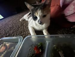 Reunited Female Cat last seen Jefferson st NE and 89th Ave NE, Blaine, MN 55434