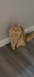 Reunited Male Cat last seen Outside  but in the apmts, Phoenix, AZ 85022