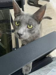 Lost Male Cat last seen In the apmt complex on mill Street , Sheridan, OR 97378
