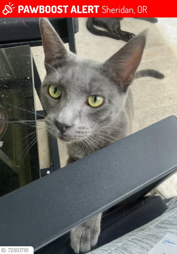 Lost Male Cat last seen In the apmt complex on mill Street , Sheridan, OR 97378