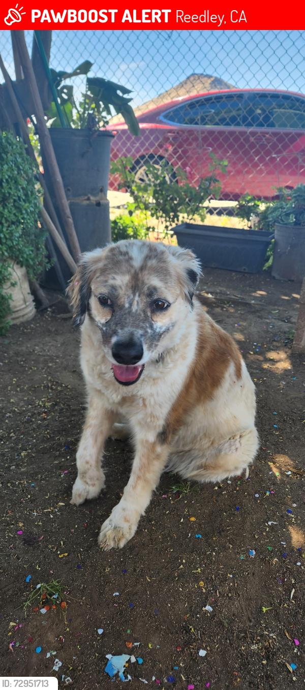 Lost Female Dog last seen Buttonwillow and Evening Glow, Reedley, CA 93654