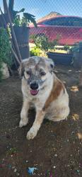 Lost Female Dog last seen Buttonwillow and Evening Glow, Reedley, CA 93654