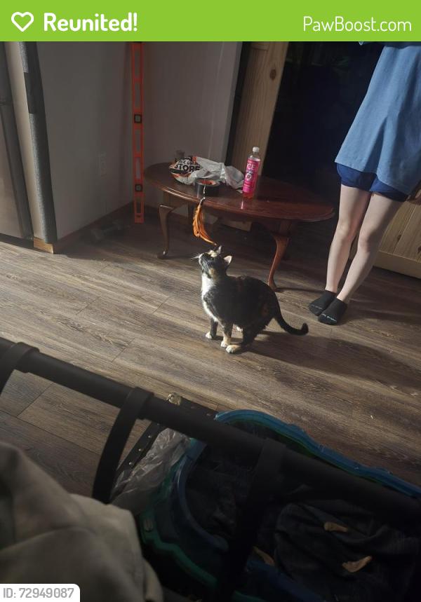Reunited Female Cat last seen Houdini Elementary school , Appleton, WI 54914