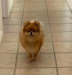 Reunited Female Dog last seen Mountain vista and flamingo , Las Vegas, NV 89121