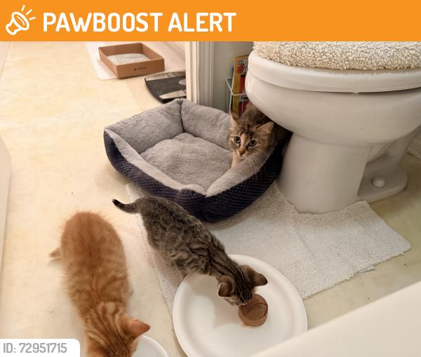 Found/Stray Unknown Cat last seen Miller Ave and East Ave, Rancho Cucamonga, CA 91739