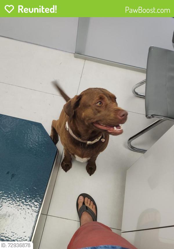 Reunited Female Dog last seen Near Cross Streets SW 167 Ave and SW 72 St, 33193, Miami, FL 33193