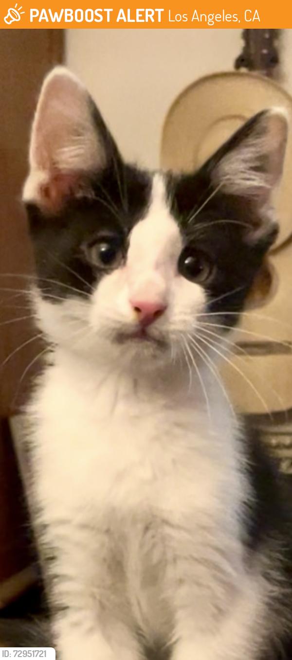 Found/Stray Unknown Cat last seen Descanso Drive, Los Angeles, CA 90026