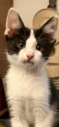 Found/Stray Unknown Cat last seen Descanso Drive, Los Angeles, CA 90026