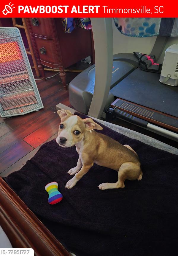Lost Female Dog last seen Keith Street- ran out the home , Timmonsville, SC 29161