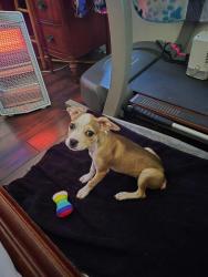 Lost Female Dog last seen Keith Street- ran out the home , Timmonsville, SC 29161