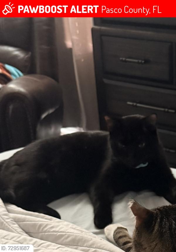 Lost Male Cat last seen Magnolia ests, Pasco County, FL 34655