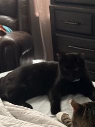 Lost Male Cat last seen Magnolia ests, Pasco County, FL 34655