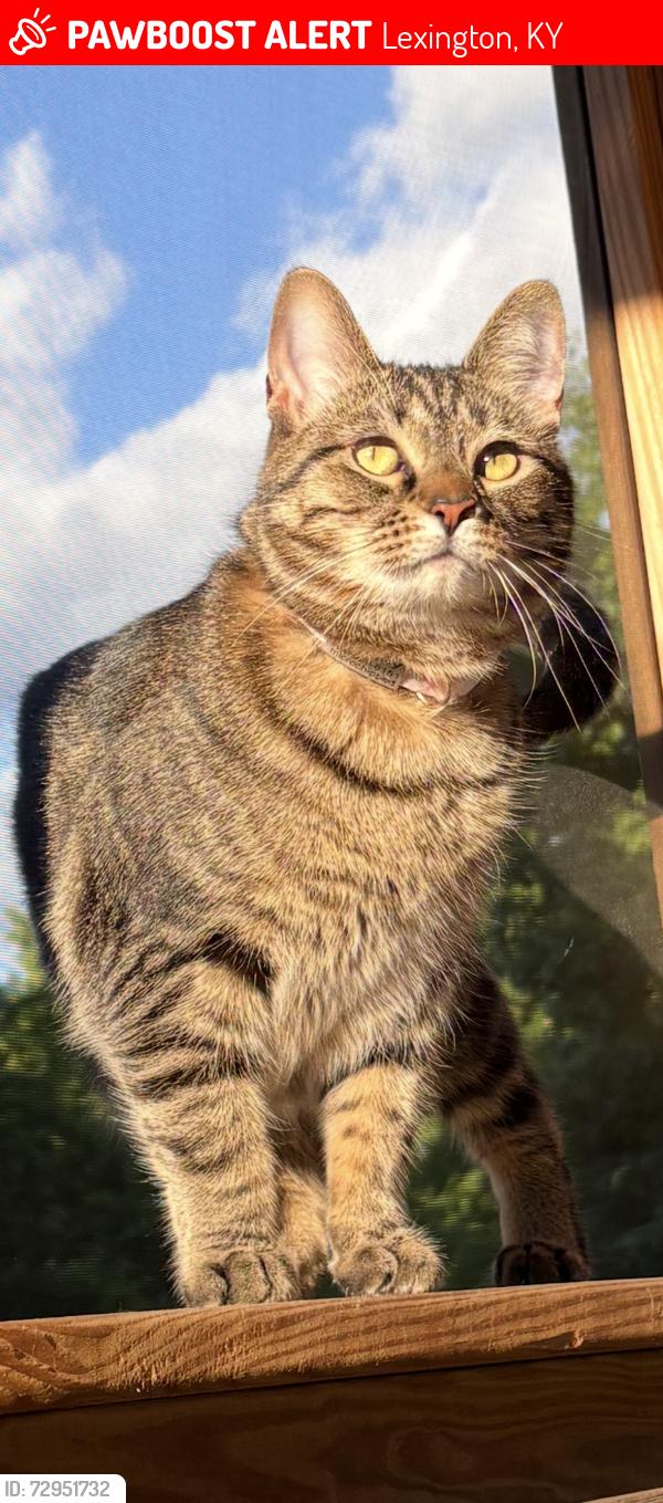 Lost Female Cat last seen Ashbrooke Drive area in Firebrook, Lexington, KY 40513