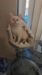 Reunited Male Cat last seen Near , Phoenix, AZ 85022