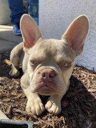 Lost Male Dog last seen Peach & Church Ave, Fresno, CA 93725