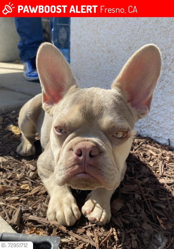Lost Male Dog last seen Peach & Church Ave, Fresno, CA 93725