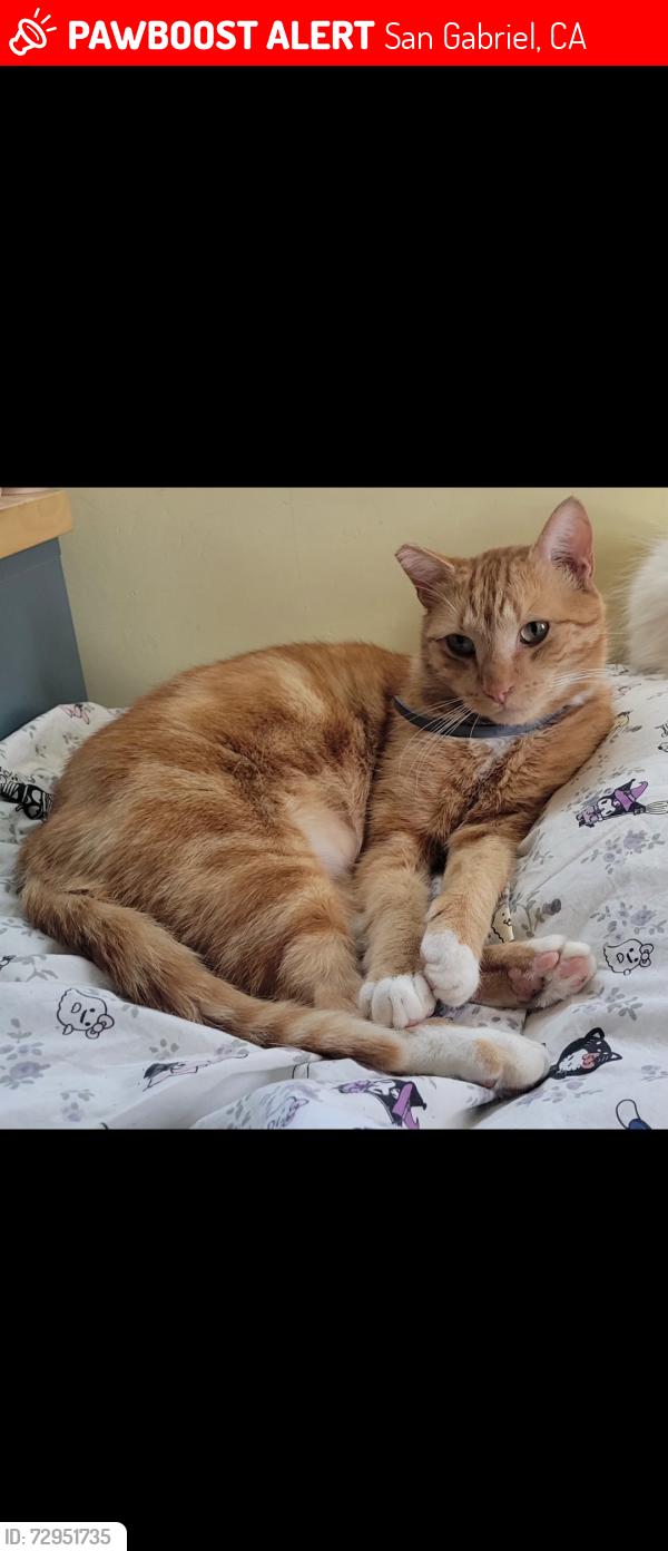 Lost Male Cat last seen San Gabriel & Del Mar, by Library, San Gabriel, CA 91776