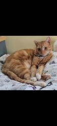 Lost Male Cat last seen San Gabriel & Del Mar, by Library, San Gabriel, CA 91776