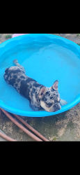 Reunited Male Dog last seen La loma , Modesto, CA 95354
