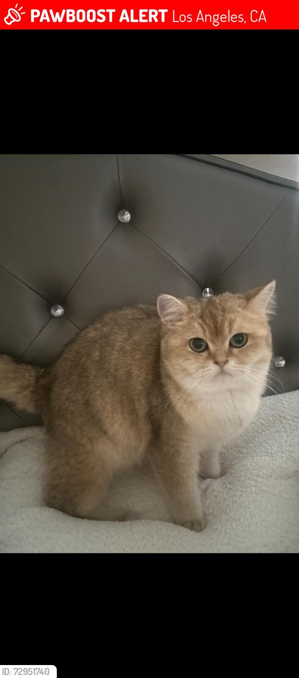 Lost Female Cat last seen Henderson st and garden homes ave , Los Angeles, CA 90032