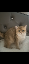 Lost Female Cat last seen Henderson st and garden homes ave , Los Angeles, CA 90032