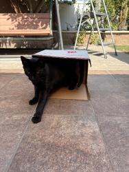 Lost Female Cat last seen Lakemont & Edgemont, Huntington Beach, CA 92647